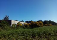 La maleza alcanza dimensiones importantes junto al pabell�n. 