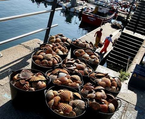 En la fotograf�a, una descarga de vieira en las instalaciones del muelle de Curuxeiras.