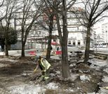 Operarios de Cespa cambian el suelo de adoquines alrededor de los liquid�mbar. 