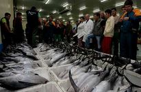 Burela copa las ventas de bonito en A Mari�a, donde el kilo se paga en lonja a una media 3,53 euros. 