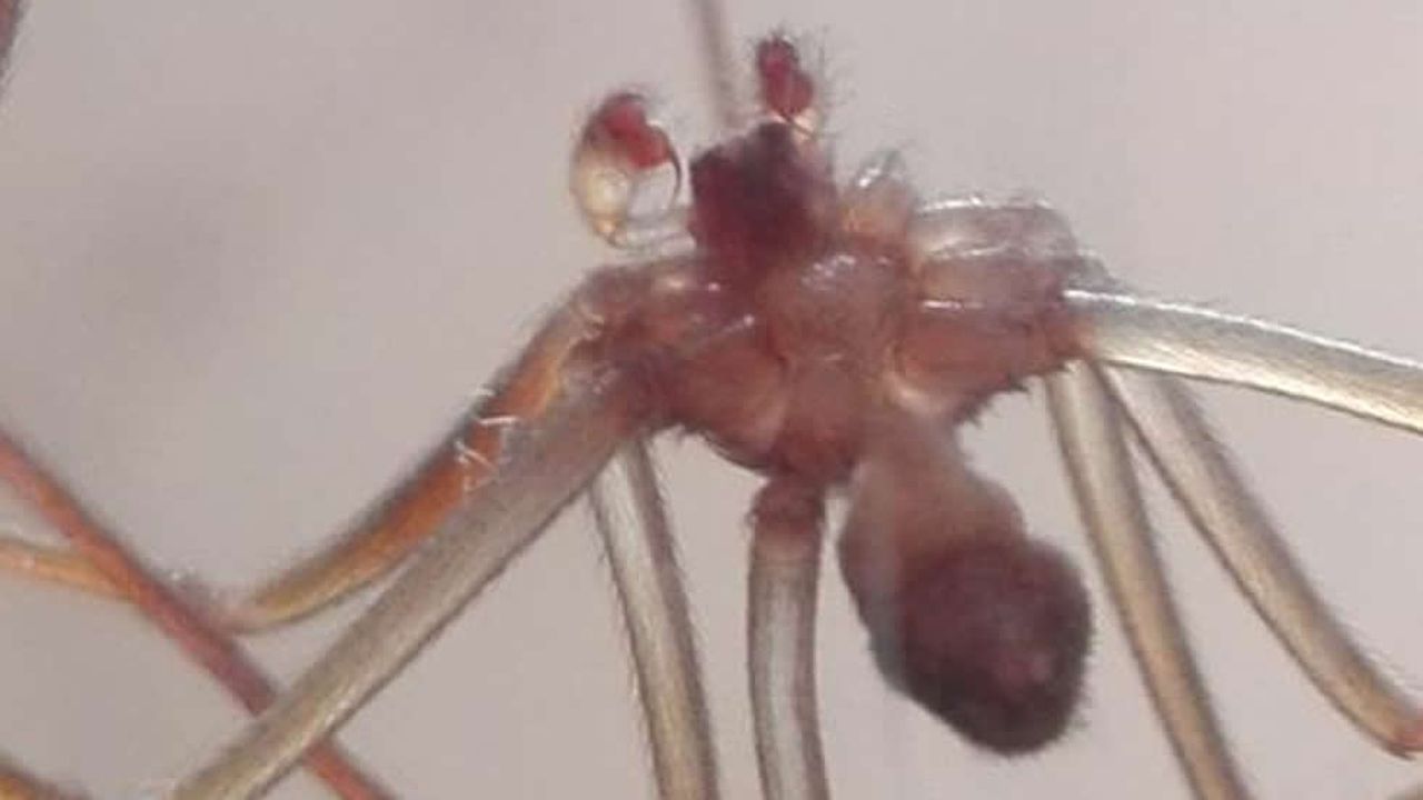 Encuentran en su baño en Madrid una peligrosa araña «violinista»