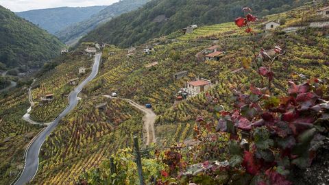 Otra  vista de los vi�edos de San Fiz, en Chantada 