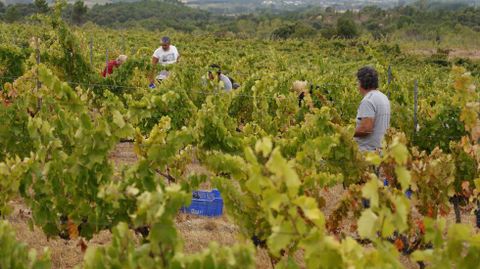 La bodega Couto Mixto abrió la vendimia en la D.O. Monterrei.