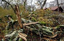 En la carballeira hay �rboles muertos y otros da�ados.
