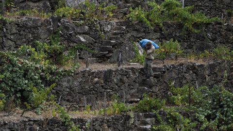 Bancales en la Ribeira Sacra