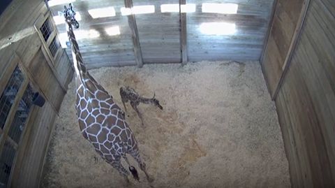 As� nace una girafa