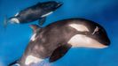 Un grupo internacional de expertos en mamferos marinos ha conseguido finalmente identificar a estas orcas