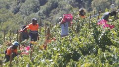 Trabajadores extranjeros en una vendimia hace un par de semanas en una vi�a de la Ribeira Sacra