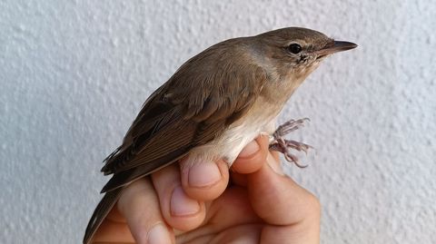 Curruca mosquitera