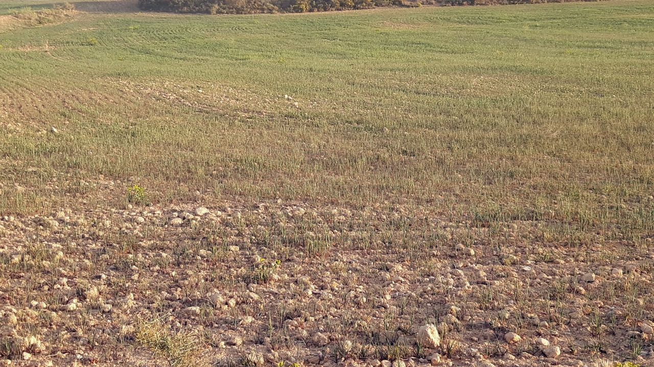 La sequía en España: el 60 % del campo afectado y pérdidas en más de 3 ...
