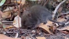 El Oligoryzomys longicaudatus es un peque�o roedor silvestre de color caf� claro que vive principalmente en Chile y el sur de Argentina.