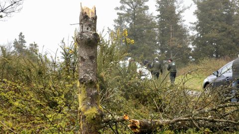 Imagen de un pino afectado por la banda marr�n�en el interior de la provincia de Lugo