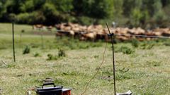 Pastor el�ctrico, en imagen de archivo