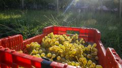 VENDIMIA EN EL PAZO DE FONTENEIXE DE BOIRO