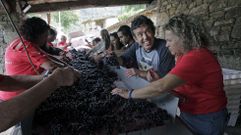 Visitantes en plena experiencia de vendimia en una bodega de la Ribeira Sacra, en una de las �ltimas ediciones del Vi�ob�s Vendima