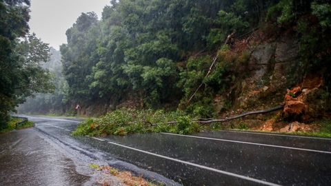 Un �rbol cay� en la carretera que une Boiro y Noia.