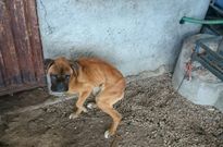 El animal fue encontrado por los agentes de la Guardia Civil de A R�a desnutrido y deshidratado.