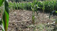 Una de las fincas atacadas por jabal�es en los �ltimos d�as en Negreira