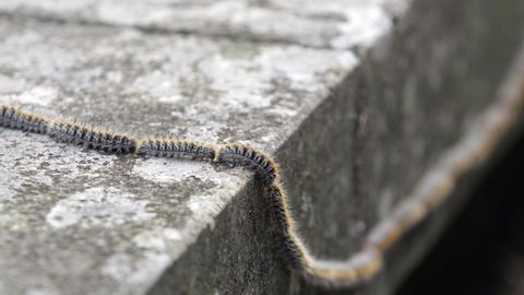 Imagen de archivo de una procesionaria formando sus caracter�sticas hileras.