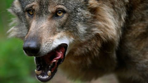 El lobo Belmon de la Casa del Lobo en Belmonte de Miranda