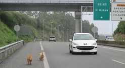 Los perros acceden a la autov�a a trav�s de los enlaces o los agujeros en el vallado. 