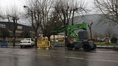 La poda afecta a la avenida Condesa de Fenosa