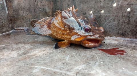 El sapo lusitano capturado en Tambo