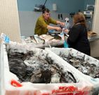 La pescader�a de O Corgo fue una gran apuesta de la cofrad�a. 