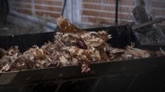 Sacrificio de gallinas en una granja de Valladolid por un brote de gripe aviar