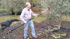 Urbano N��ez  en la parcela donde tiene olivos