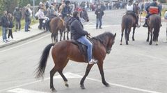 Imagen de archivo de un caballo