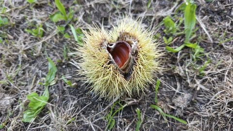 A bolsa de agullas das castanas a protexen do ataque dos animais