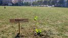 Uno de los abedules plantados el pasado s�bado en el solar�n