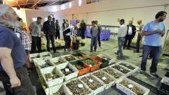 Subasta en lla nave provisional del mercado de A Magdalena