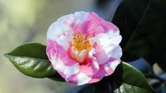 La flor del invierno