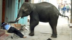 Imagen de archivo de un elefante salvaje que sembr� el p�nico en el 2011 y mat� a un hombre con los colmillos a 150 kil�metros de Bangalore, en India