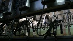 Imagen de archivo de una vaca en una sala de orde�o