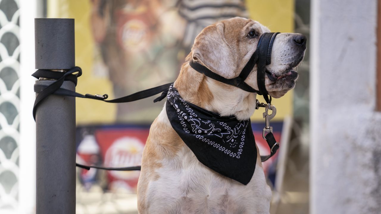 Sí, Te Pueden Multar Con Hasta 10.000 Euros Por Dejar Al Perro Atado A ...