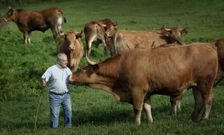 Estos ejemplares de rubia gallega superan f�cilmente los mil kilos de peso. 