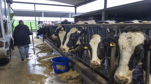 Una granja de vacas en Boimorto.