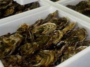 Las ostras de la r�a, entre Galicia y Asturias, son de menor tama�o. 
