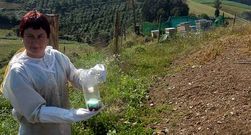 Una apicultora instala una de las trampas en Vegadeo; botellas de pl�stico agujereadas, con agua y con miel. 