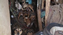 Estado de la vivienda en la que conviv�an dos hermanos y 17 perros
