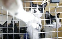La atenci�n veterinaria se separar� de la direcci�n, hasta ahora coincidentes en el mismo puesto. 