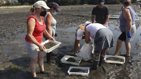 Las mariscadoras se reparten un mill�n de unidades de almeja para la siembra