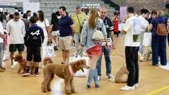 La canichada se celebr� en el pabell�n municipal de Nigr�n y reuni� a ejemplares de toda Galicia.