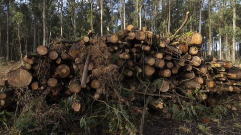Imagen de una tala de eucaliptos que no guarda relación con la causa penal tramitada en Carballo.