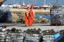 Este a�o, la campa�a fue a picos debido a la extraordinaria incidencia de las mareas rojas. 