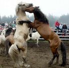 Imagen del curro de A Capelada en una edici�n pasada.