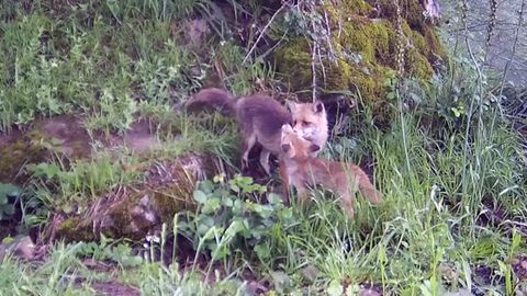 El Fapas, en defensa del zorro